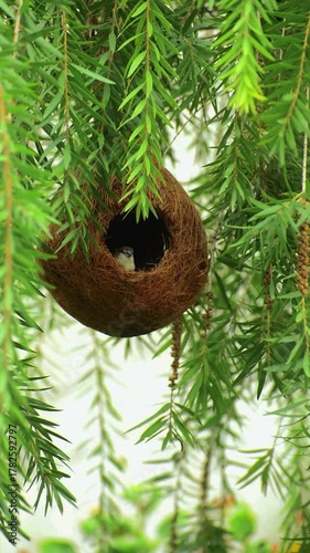 A pair of Indian silverbill or white-throated munia  is a small passerine bird native to South Asia, known for its adaptability and establishment in various global regions enjoying in nest
