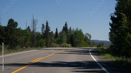 Empty Winding Asphalt Road Through a Lush Green Forest Bordered by Tall Trees Under a Clear Blue Summer Sky