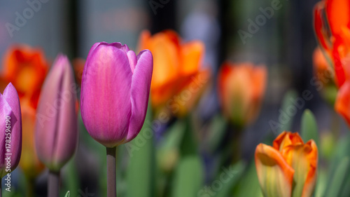 Vibrant Purple Tulip Standing Tall Among Softly Blurred Orange and Pink Blooms in a Bright Spring Garden