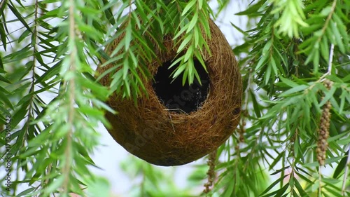 A pair of Indian silverbill or white-throated munia  is a small passerine bird native to South Asia, known for its adaptability and establishment in various global regions enjoying in nest
