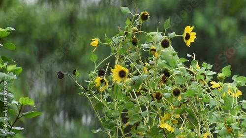 The rose-ringed parakeet also known as the ring-necked parakeet. Rose-ringed parakeets usually feed on buds, fruits, vegetables, nuts, berries, and seeds.