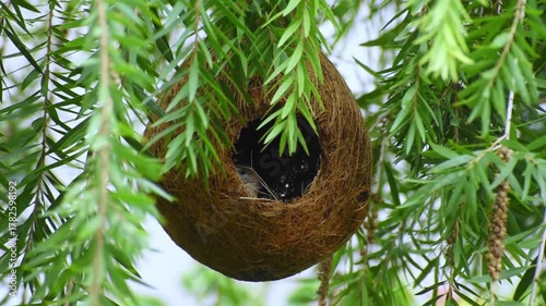 A pair of Indian silverbill or white-throated munia  is a small passerine bird native to South Asia, known for its adaptability and establishment in various global regions enjoying in nest
