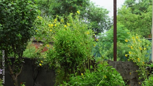 The rose-ringed parakeet also known as the ring-necked parakeet. Rose-ringed parakeets usually feed on buds, fruits, vegetables, nuts, berries, and seeds.