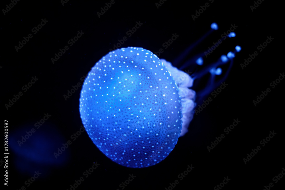 Fototapeta premium Tropical Jellyfish Phyllorhiza punctata white-spotted jellyfish underwater