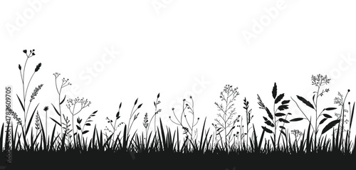 Silhouette of wild grasses and flowers against a white background