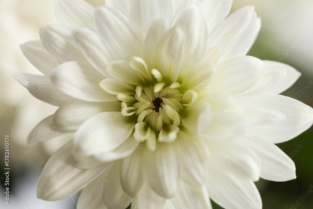 Fototapeta premium White chrysanthemum flower, macro shot, shallow DOF