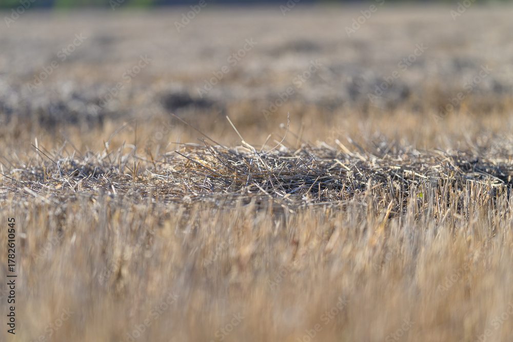 Fototapeta premium Expansive Golden Fields Filled with Harvested Crops Beneath a Beautiful Clear Sky
