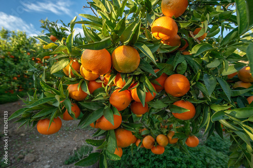 SAGUNTO, SPAIN – NOVEMBER 7, 2025: Ripe oranges hanging on branches of orange trees at sunrise in Sagunto, Valencia province, Spain, showing Mediterranean citrus cultivation during harvest season.