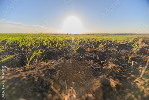 The Sunrise Over a Lush Green Field A Beautiful New Day Begins to Unfold Before Us