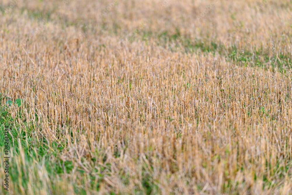 Fototapeta premium An Expansive And Beautiful Golden Stubble Field Extends Outward Beneath A Clear And Sunny Sky