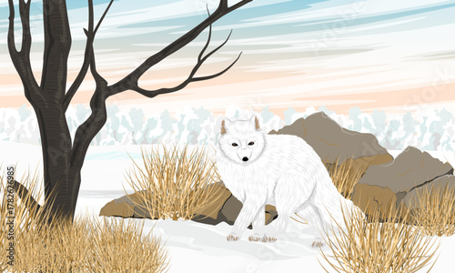 Arctic fox walks through a snowy meadow with rocks, dry grass, and trees. Realistic vector landscape.