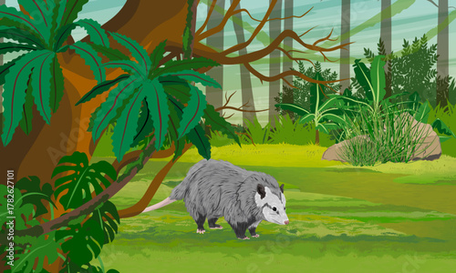 Opossum in the jungle. Virginia opossum or North American opossum. Realistic vector landscape