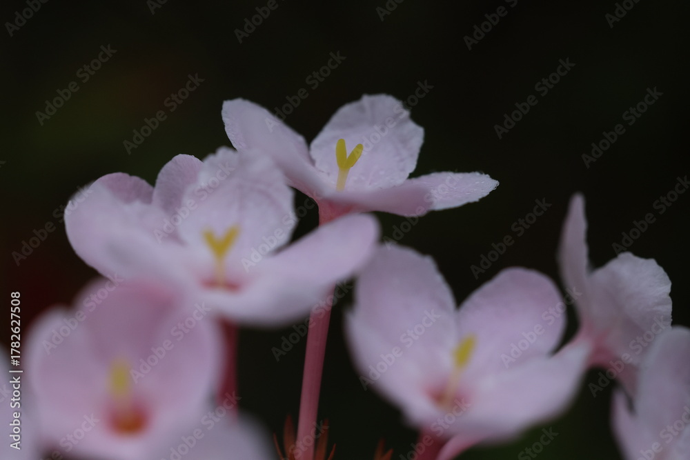 Obraz premium Luculia gratissima (Himalayan Snow Ball) ,dark green foliage and clusters of soft, deep pink flowers that emit a rich, sweet fragrance . Doi Luang Chiang Dao , THAILAND 