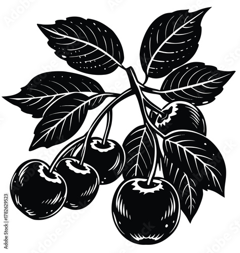 Vintage cherry branch illustration with ripe fruit and leaves. A black and white woodcut style vector graphic isolated on a white background, ideal for organic food packaging or acerola extract labels