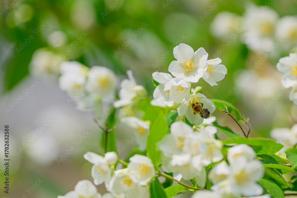 Obraz premium Delicate and Beautiful White Flowers Gracing a Bee in a Natural and Scenic Garden Setting