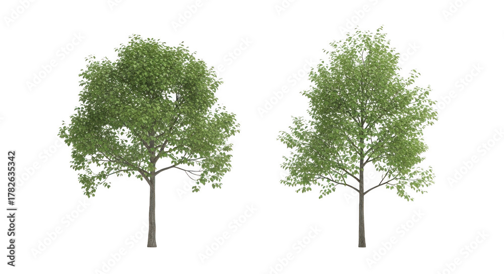 Obraz premium Tree isolated on transparent background