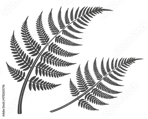 Illustration of two fern fronds in dark gray