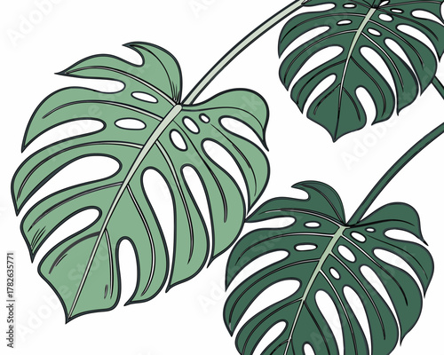 Monstera deliciosa leaves with holes