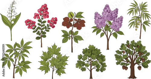 Botanical plant illustration, tree species artwork, floral nature design, leaf and flower drawings, educational botany graphics, garden vegetation vector, plant identification art