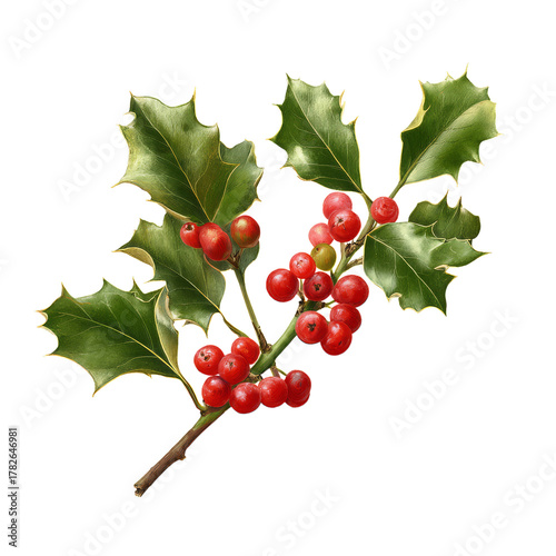 Golden Holly Branch With Red Berries on a White Background in Festive Decor S...
