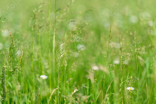 A Beautiful and Lush Green Meadow Filled with Colorful Wildflowers in Soft Focus and Harmony