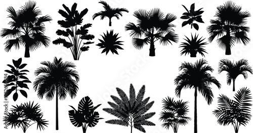 Palm tree silhouette, tropical plant, black vector, exotic foliage, nature, landscape design, botanical, summer, beach, jungle, forest, island, paradise, decorative, illustration, garden,