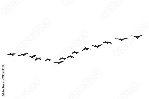Flock of black birds flying in a V formation against a white background migration 1