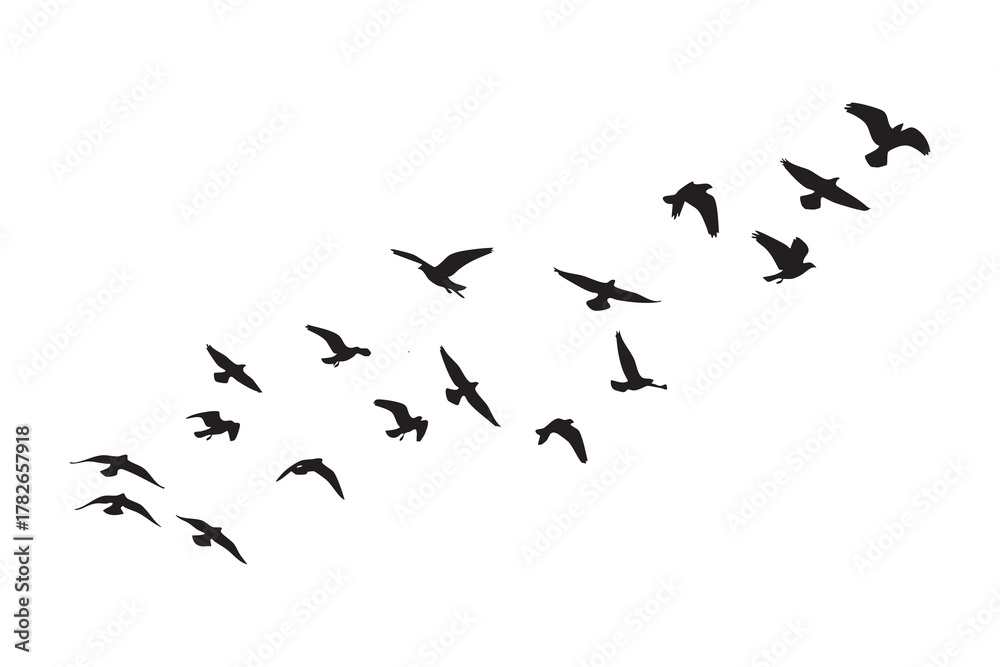 Fototapeta premium Flock of black birds in flight against a white background flying