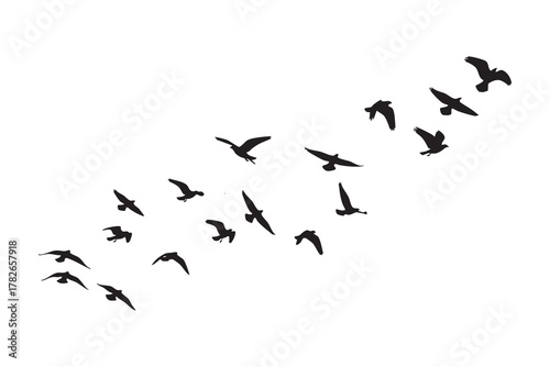 Flock of black birds in flight against a white background flying