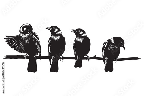 Four black and white silhouette birds perched on a branch with detailed feather textures vector