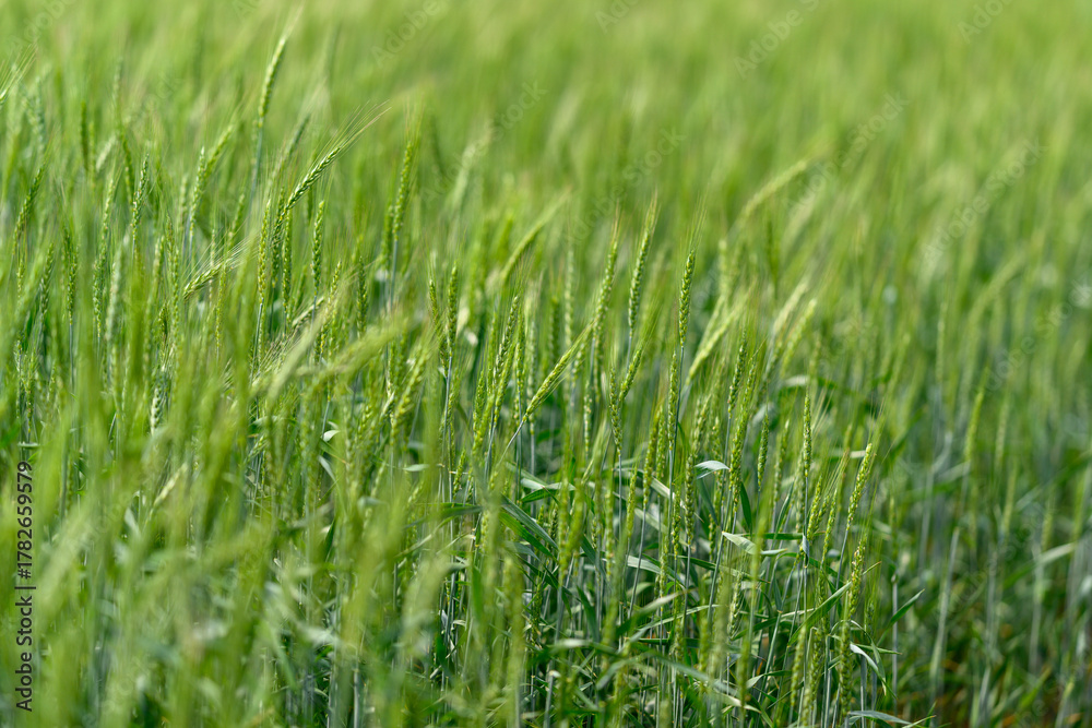 Fototapeta premium A Vibrant Green Wheat Field Flourishing in Springtime under Bright Sunlight and a Gentle Breeze