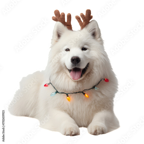 Cute Samoyed Dog With Antlers and Lights Celebrating Winter Festivities Indoors