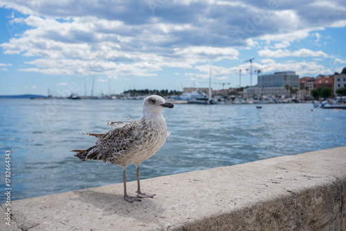 Fototapeta Naklejka Na Ścianę i Meble -  Seagull Standing on the Seaside Promenade in Split, Croatia