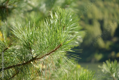 Pinus taeda, the loblolly pine, an evergreen coniferous tree with long three-needle bundles, reddish bark, and large cones, widely used for timber and pulp. Photographed in Korea.