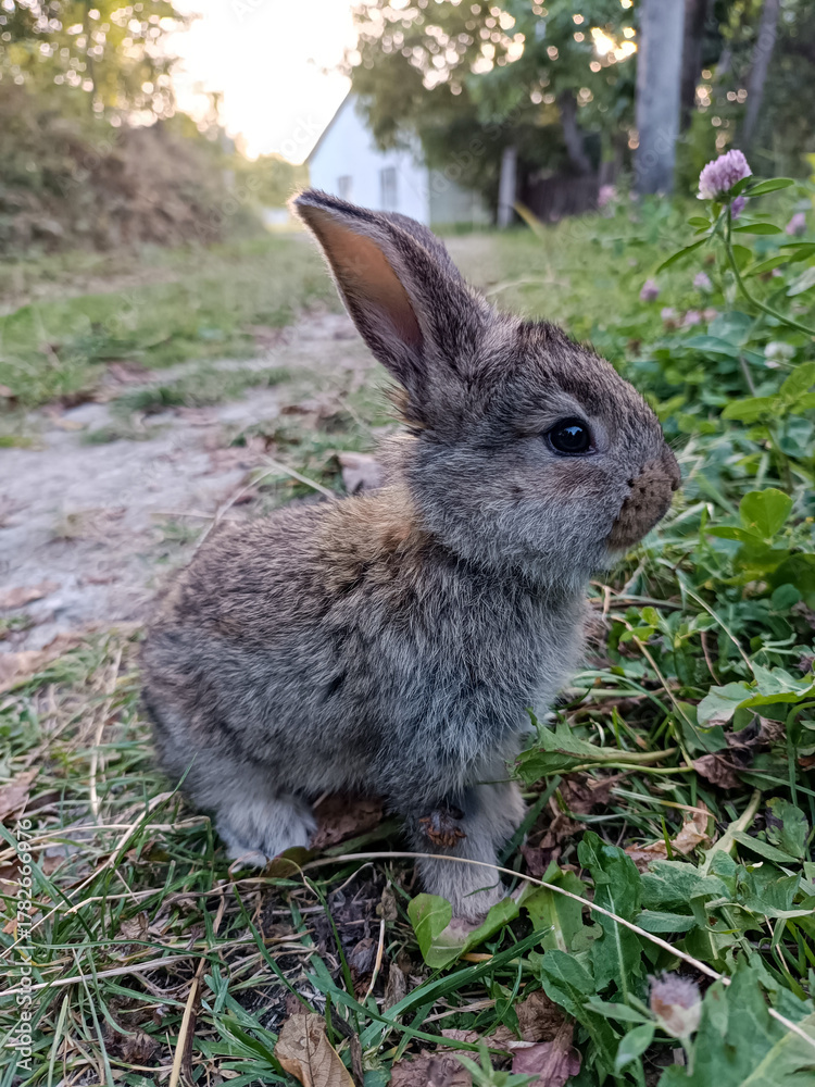 Fototapeta premium Adorable young rabbit sitting on green grass near a rural path at sunset. Cute gray bunny enjoying nature in a countryside setting with soft light and natural background.