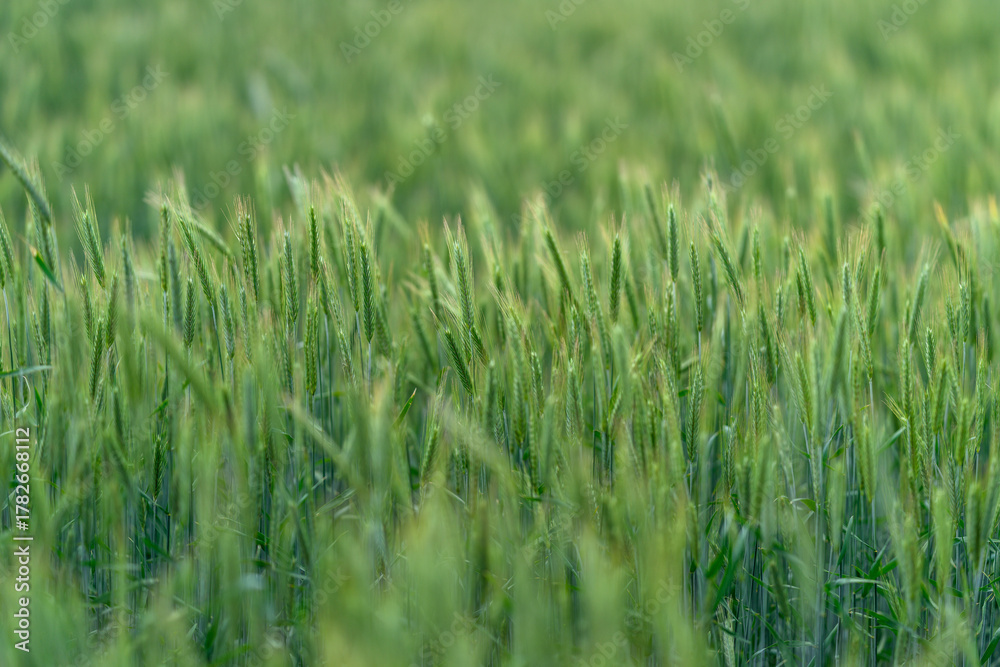 Fototapeta premium A Beautiful Green Wheat Field at Sunrise Under Bright Skies, Bathed in Glorious Light