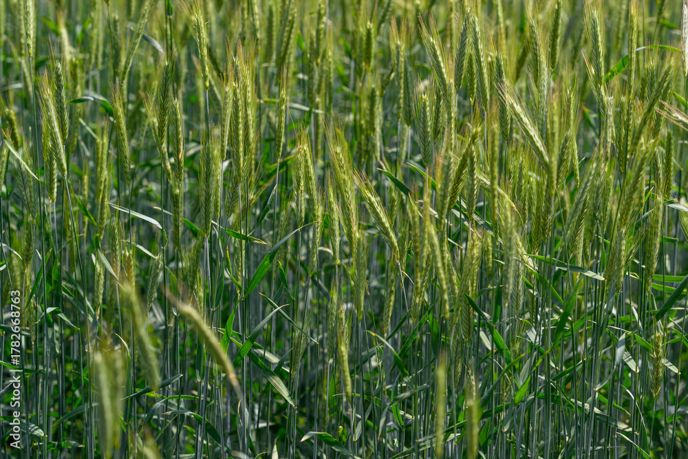 Fototapeta premium Golden Fields of Wheat Stretching Under the Bright Sunlight During Their Peak Growth Stage
