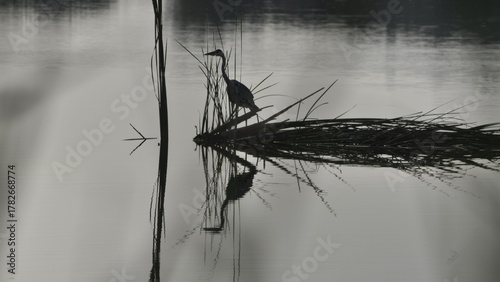 Foto Garza real y su reflejo en Almenara