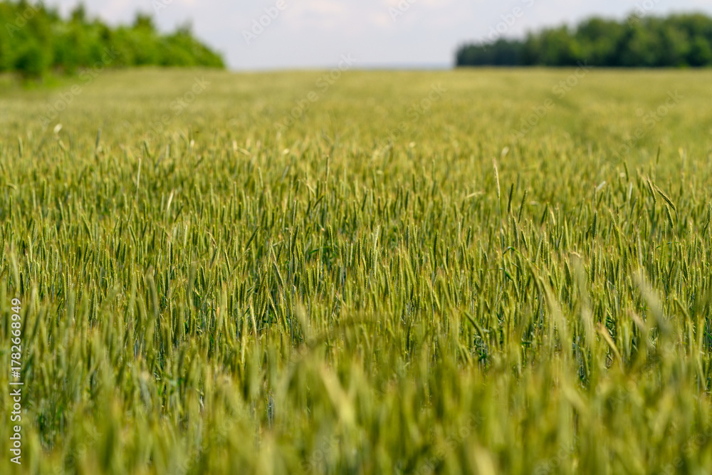 Naklejka premium Lush Green Wheat Field Flourishing Under Beautiful Sunny Skies with a Vibrant View