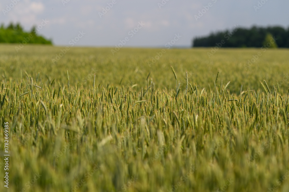 Naklejka premium A vast and expansive Wheat Field stretches beautifully under a clear Blue Sky above it