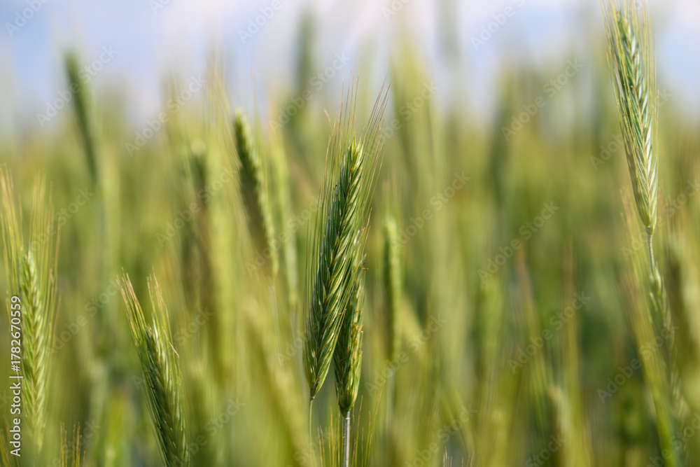 Fototapeta premium A beautiful lush green wheat field sways gently in the soft breeze beneath a clear blue sky
