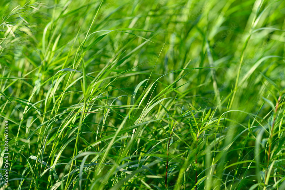 Obraz premium A beautiful Lush Green Grass Field illuminated by Natural Light and surrounded by nature