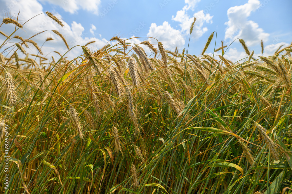 Obraz premium A Golden Field of Wheat Spread Vastly Under a Beautiful and Bright Blue Sky Above
