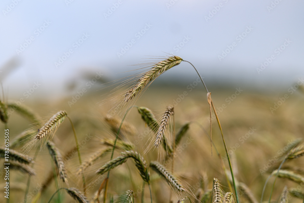 Fototapeta premium A Beautiful and Expansive Golden Wheat Field Beneath the Bright Clear Azure Sky on a Warm Summer Day