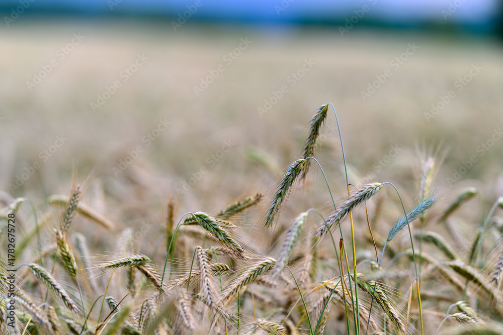 Naklejka premium A closeup view of a lush wheat field captured with a beautiful soft focus technique