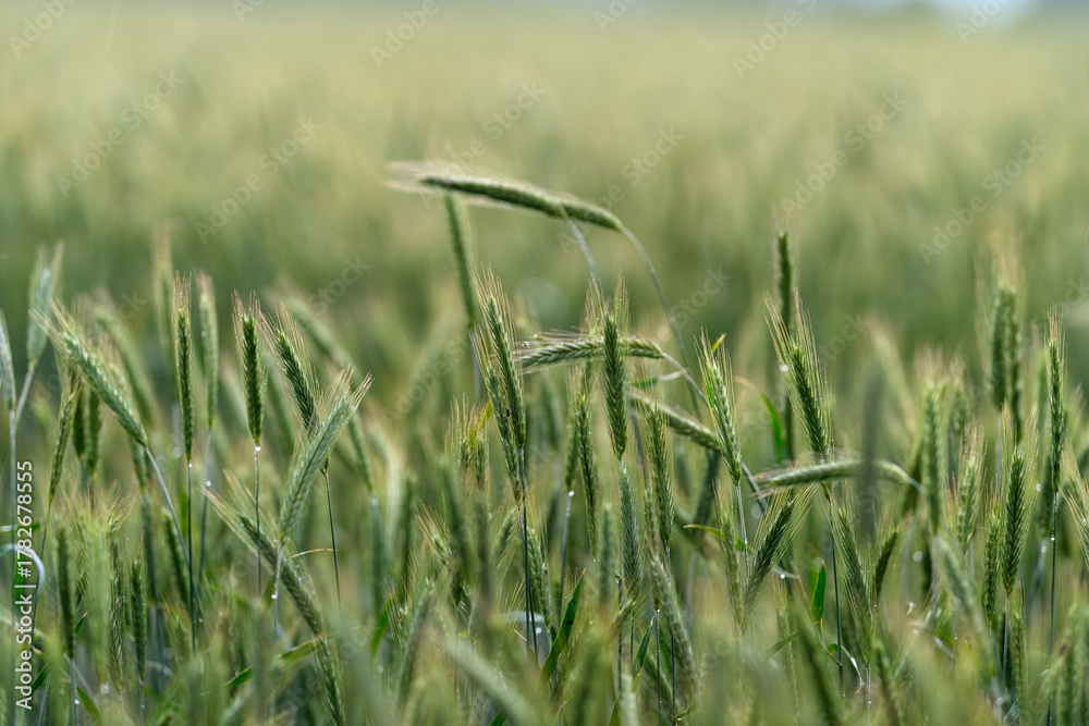 Naklejka premium A beautifully vibrant green wheat field stretches out under the soft, warm light of the sun