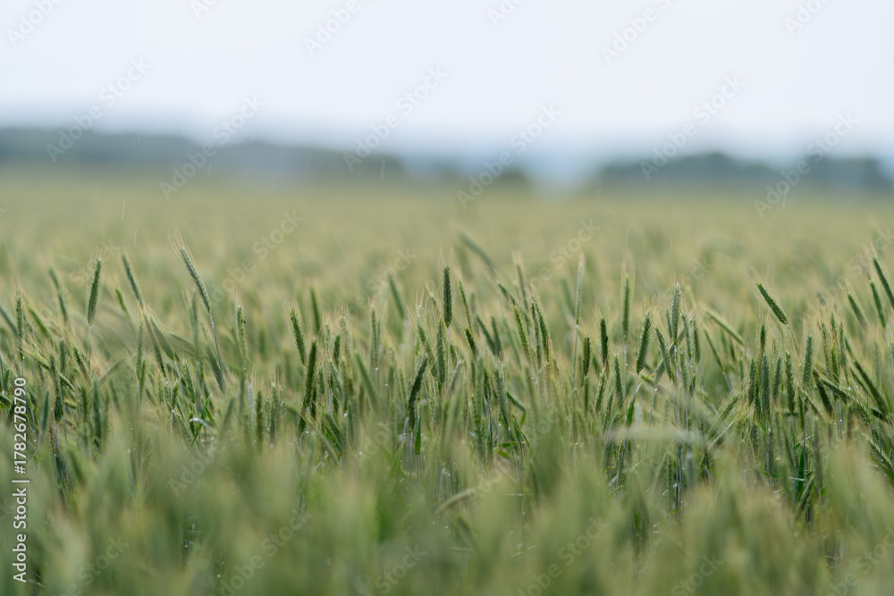 Fototapeta premium A Beautiful Lush Green Wheat Field Set Against a Cloudy Sky That Looks Very Scenic and Serene