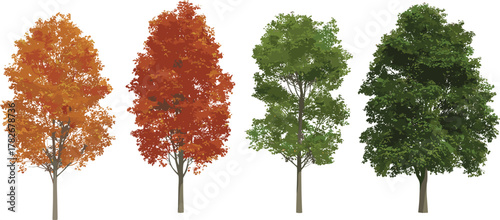 deciduous trees showing seasonal foliage changes with green, orange, and red leaves for nature design, education, and environment themes