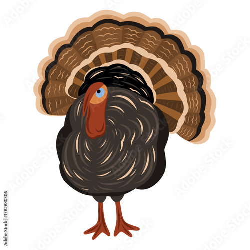 Turkey vector illustration. Hand drawn bird illustration. Standing turkey