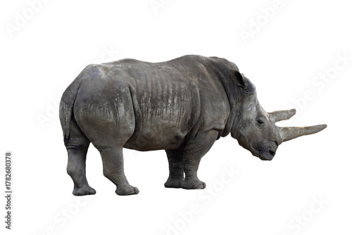 white rhino isolated on white background